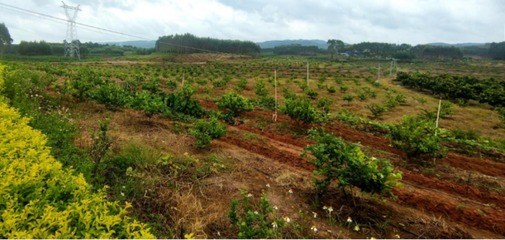 今日老区 初级农产品销售的困境与机遇