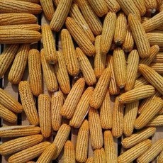 南阳市宛城区锦田农业种植专业合作社 绿色农产品的种植与销售之路