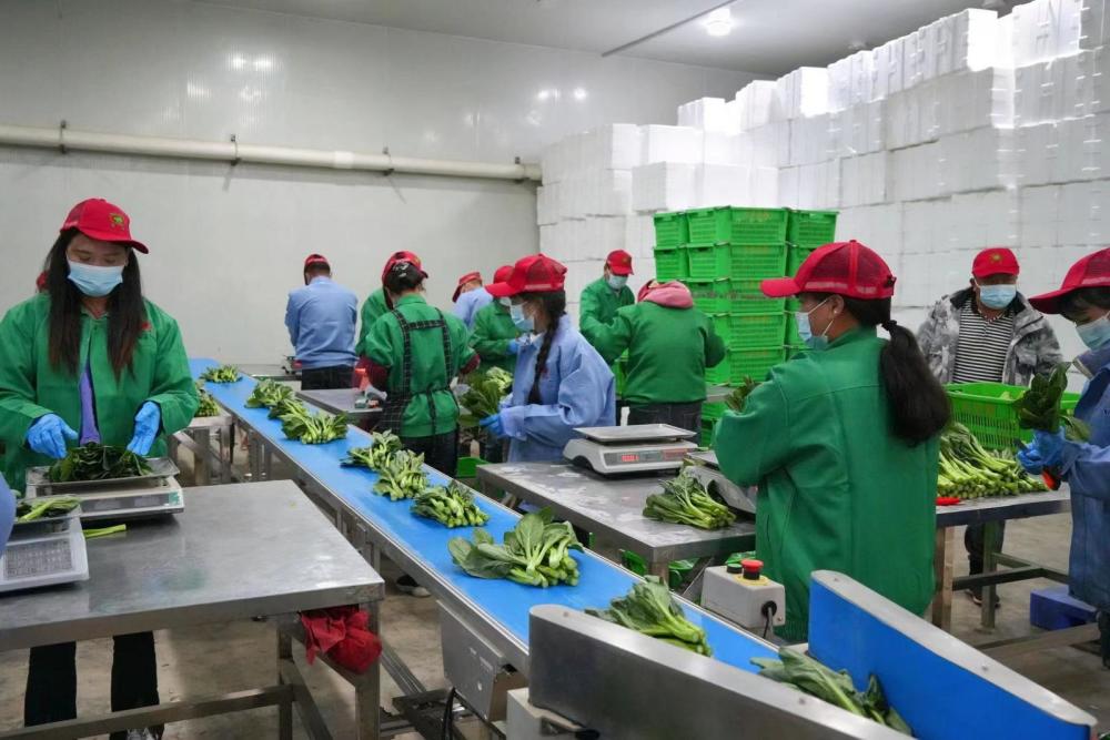 走进宁夏供深农产品基地 探寻深圳“菜篮子”量足价稳的底气之源