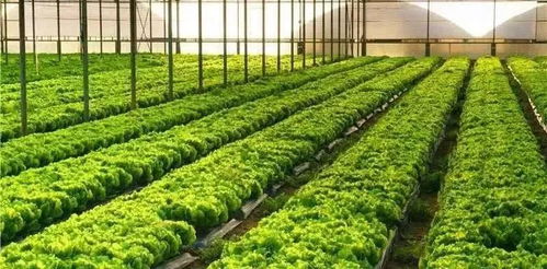 打通产销关键环节 四部委联合部署农产品销售重点任务