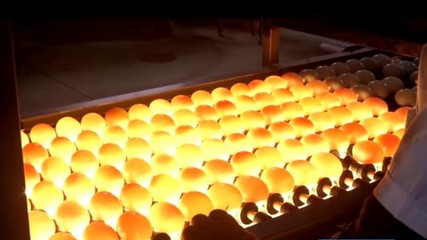 固始 “小”鸭蛋闯出“大”市场